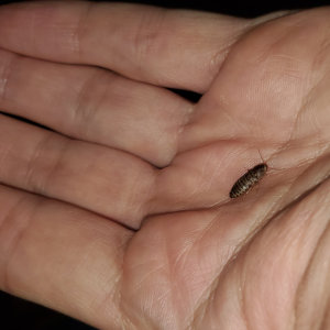 small dubia roach in hand