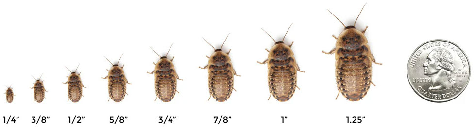 different size dubia roaches